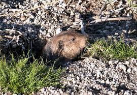 Learn organic gardening at growingyourgreens. How To Get Rid Of Gophers