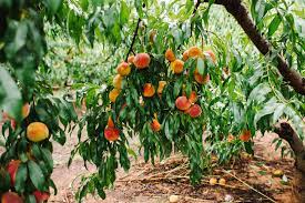 What would your peach state garden be without its own peach tree? Every Farm In Georgia You Need To Visit Official Georgia Tourism Travel Website Explore Georgia Org