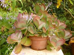 Image result for Kalanchoe thyrsiflora