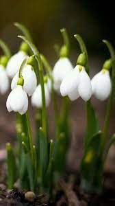 Snowdrops Blooms Bebe Plant In The Fall Then You Get A Surprise In The End Of Winter White Flowers Types Of White Flowers Beautiful Flowers