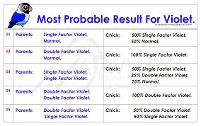 Most Probable Breeding Result For Violet Bird Breeds