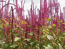 If possible, please share the recipe for making aalu chi bhaji. Amaranthus Cruentus Wikipedia