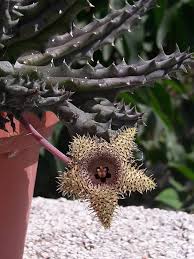 Image result for Xyris parvula