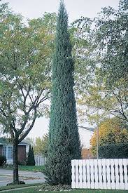 Blue Point Juniper For Sale Online Soft Blue Color Tolerates Drought Amenagement Paysager Jardin Maison Jardin Vert