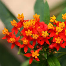 Milkweed Tropical Flower Seeds Asclepias Curassavica 100 Seeds Milkweed Flower Asclepias Milkweed Seeds