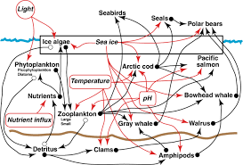 8 si 9 din legea nr. Synergistic Interactions Among Growing Stressors Increase Risk To An Arctic Ecosystem Nature Communications