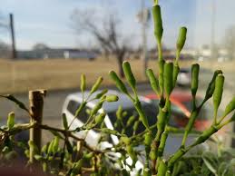 When the other plant had died, i replanted my dancing bones cactus (never heard this name until today, but very suitable) in a slightly bigger pot and it's about 30 cm tall now, with the main. Cactus Succulent Plants Dancing Bones Drunkards Dream 3 Cuttings Hatiora Salicornioides Alp Prodavnica Rs