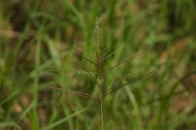 Image result for Digitaria abyssinica