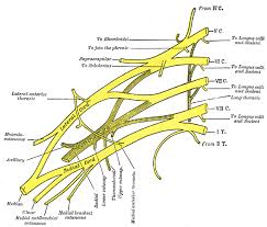 The modular design of the plant facilitates such morphological adaptations. Dissector Answers Axilla Posterior Shoulder Arm