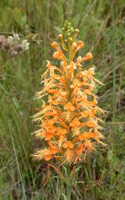 Image result for Cynorkis clarae