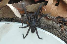 Without proper antivenin after a bite the sydney funnel webs venom has been known to kill humans within hours. Aussie Animals That Can Kill You The Sydney Funnel Web Spider Steemit