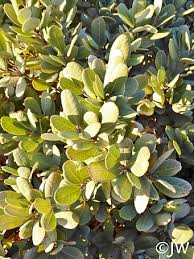 Image result for Daknopholis