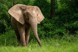 Amazing Elephant Mothers: A Mother's Day Tribute | World Animal Protection UK