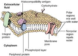Aesthetic Bio Template Amino Copy And Paste Lipid Cell Membrane Best Of Biology Study Materials School Notes Molecular Biology