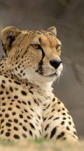 We did not find results for: Cheetah Iphone Wallpapers Top Free Cheetah Iphone Backgrounds Wallpaperaccess