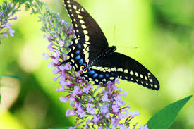 Black And Purple Butterfly Species Pin On Garden Design