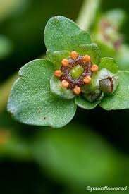 Image result for Chrysosplenium americanum