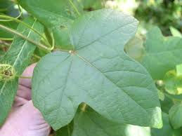 Image result for Passiflora foetida