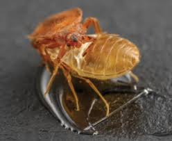 It's always changing—new people, places, and pests. The Horrors Of Hoarding Pct Pest Control Technology