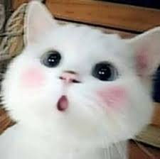 Cute Cats Pretty Cats Cute A Place For Really Cute Pictures And Videos Animals Animal Cats Cat Pet Pets In 2020 Cute Cat Memes Cute Cats Cute Baby Cats