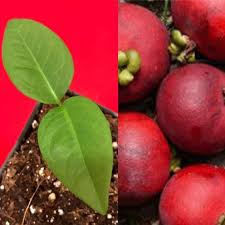 The pretty blossoms are followed by abundant glossy, red fruits, 1/2 in. Seashore Mangosteen Garcinia Hombroniana Pink Red Fruit Tree Plant Products In 2019 Trees To Plant Fruit Plants Red Fruit