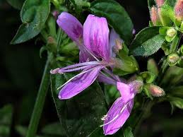Image result for Dicliptera carvalhoi
