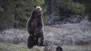 Image result for Ursinia montana