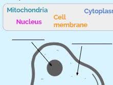( subscribers only) download the adaptable word resource. Ks3 Labelling Animal Cells Worksheet Teaching Resources