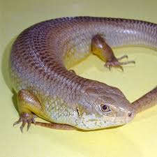 It is one of the largest member of the. Major S Skink