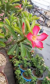 View bangkok garden street food menu, order thai food pick up online from bangkok garden bangkok garden street food. Bangkok Kalachuchi Plants Furniture Home Living Gardening Plants Seeds On Carousell