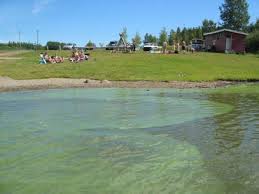 De är mat åt andra organismer oc. Algblomning Skelleftea Kommun