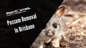 As pesky possums and rats love to gnaw away at electrical wiring, these may also cost you thousands and may even put your family at risk of fires. Latest News Pest Control North Brisbane