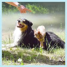 Er kann jedoch zu eigensinnig mit fremden sein, weshalb es notwendig ist, dass sie ihren hund in einem welpenalter mit verschiedenen menschen und geräuschen in kontakt bringen. Das Wichtigste Hintergrundwissen Wie Lernt Mein Hund Warum Ist Er Kein Wolf Und Mehr Dogulent