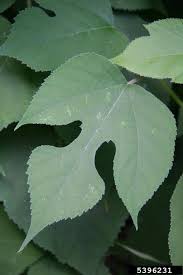 Image result for Broussonetia papyrifera