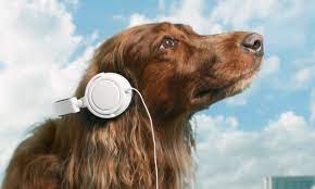 This dataset was originally for a machine learning challenge to classify heart beat sounds. Pet Sounds Why Your Dog Loves Listening To Bob Marley Music The Guardian