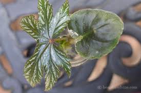 From leaf cutting method of propagation is. How To Easily Root Plants In Water With Simple Cuttings