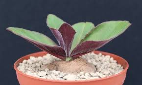 Image result for Aeollanthus subacaulis