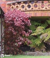 Image result for Acalypha ambigua