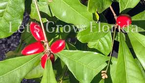 Image result for Synsepalum