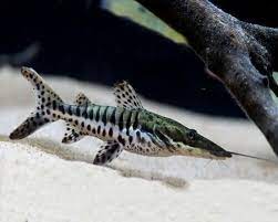 Tiger Shovelnose Catfish Aquarium Catfish Freshwater Fish Aquarium Fish