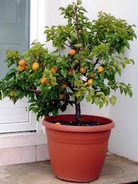 Die entscheidung darüber, was groß und was klein ist, hat meine frau. Miniobstbaume Fur Balkon Und Terrasse Haberli Fruchtpflanzen Ag Neukirch Egnach