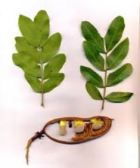 Image result for Jamesbrittenia albobadia