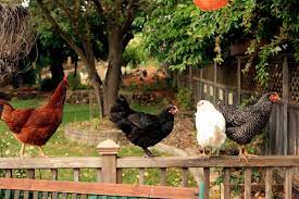 Among indoor chicken owners, the bantam breeds are largely preferred due to their small size and friendly nature. Guide To Backyard Chicken Diseases Pethelpful