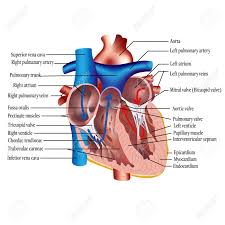 The histology of the ileocecal valve shows an abrupt change from a villous mucosa pattern of the ileum to a more colonic mucosa. Anatomy Of The Human Heart Cross Sectional Diagram Of The Heart With Main Parts Labeled Vector Illustration Lizenzfrei Nutzbare Vektorgrafiken Clip Arts Illustrationen Image 163584751
