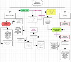 immunology pt 1 overview physiatomy