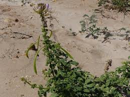 Image result for Cleome stricta