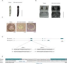 The BTB-ZF gene Bm-mamo regulates pigmentation in silkworm caterpillars