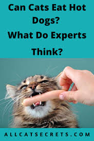 Hot dogs make a great meal for one, but they're also good for parties and barbecues because they can be easily eating a hot dog can be messy business, especially if you like a lot of sauces and condiments. Can Cats Eat Hot Dogs What Do Experts Think Cat Diet Cat Nutrition Cat Questions