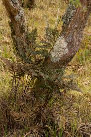 Image result for Cheilanthes quadripinnata