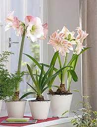 Brabourne Farm Amaryllis Beautiful Flowers Pretty Flowers
